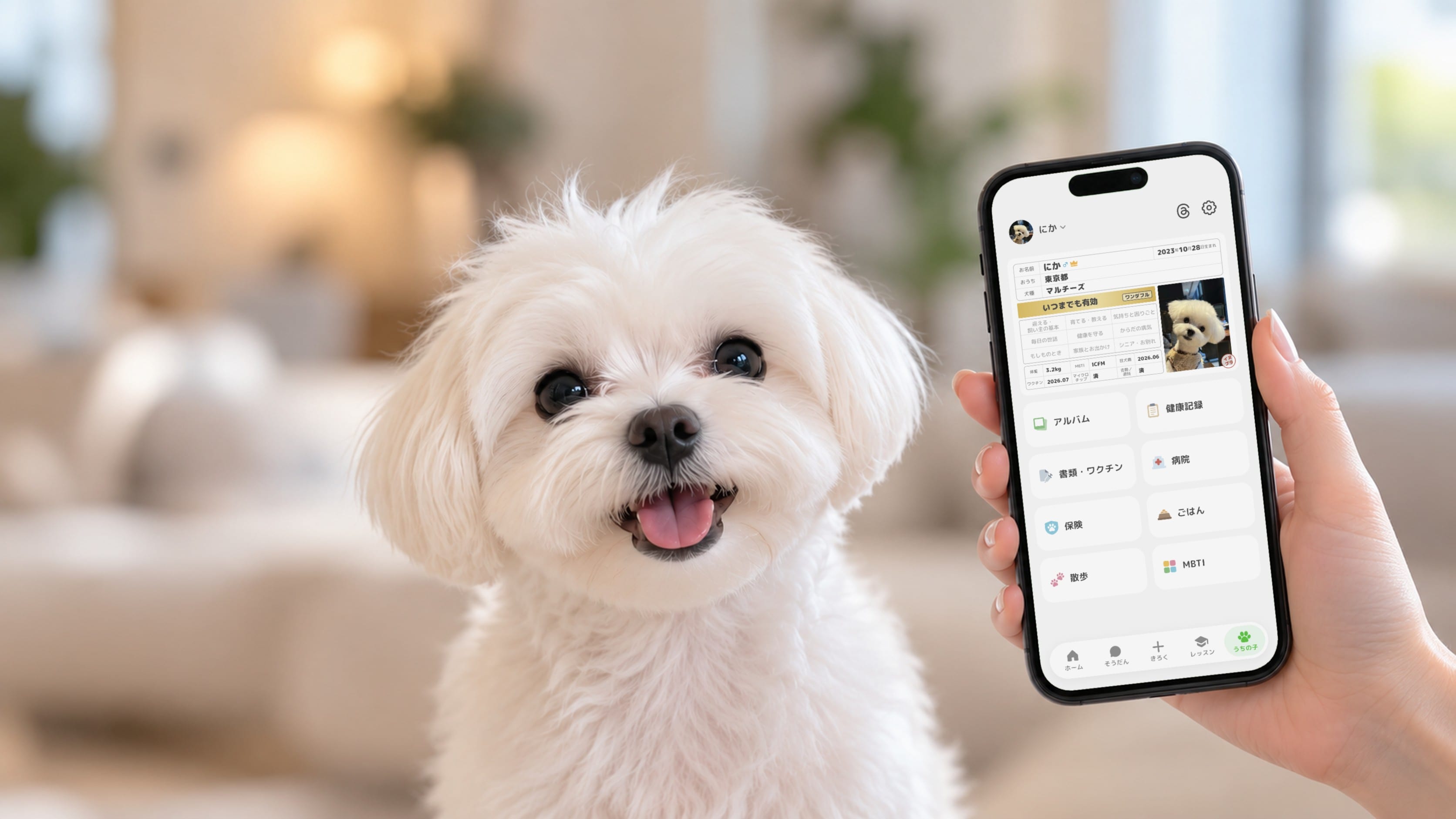 A white Maltese looks happily at the camera. The phone in hand shows its profile in INUPLA