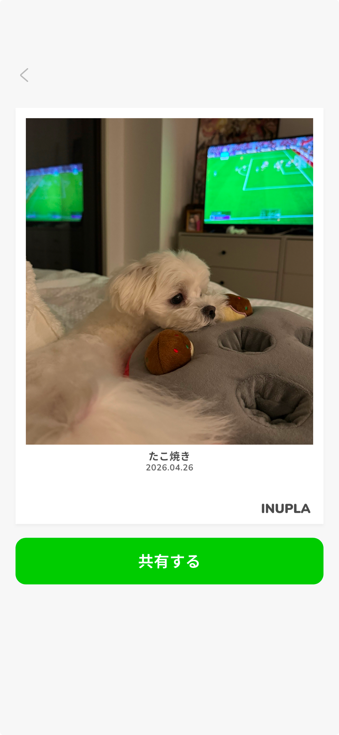 わんちゃんとの写真アルバム画面